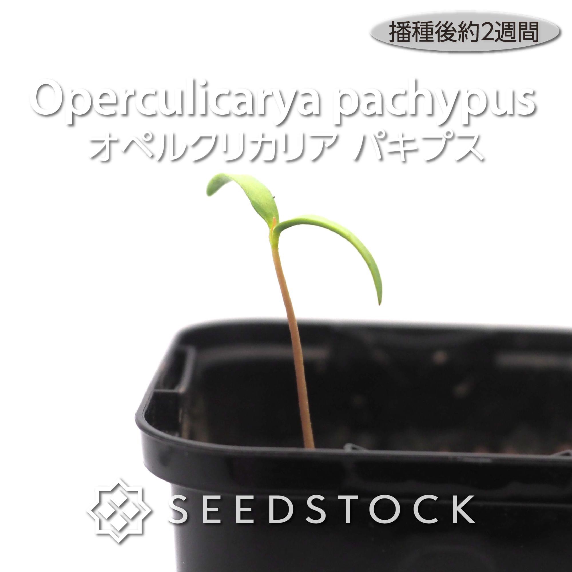 種子] オペルクリカリア パキプス Operculicarya pachypus | 塊根植物