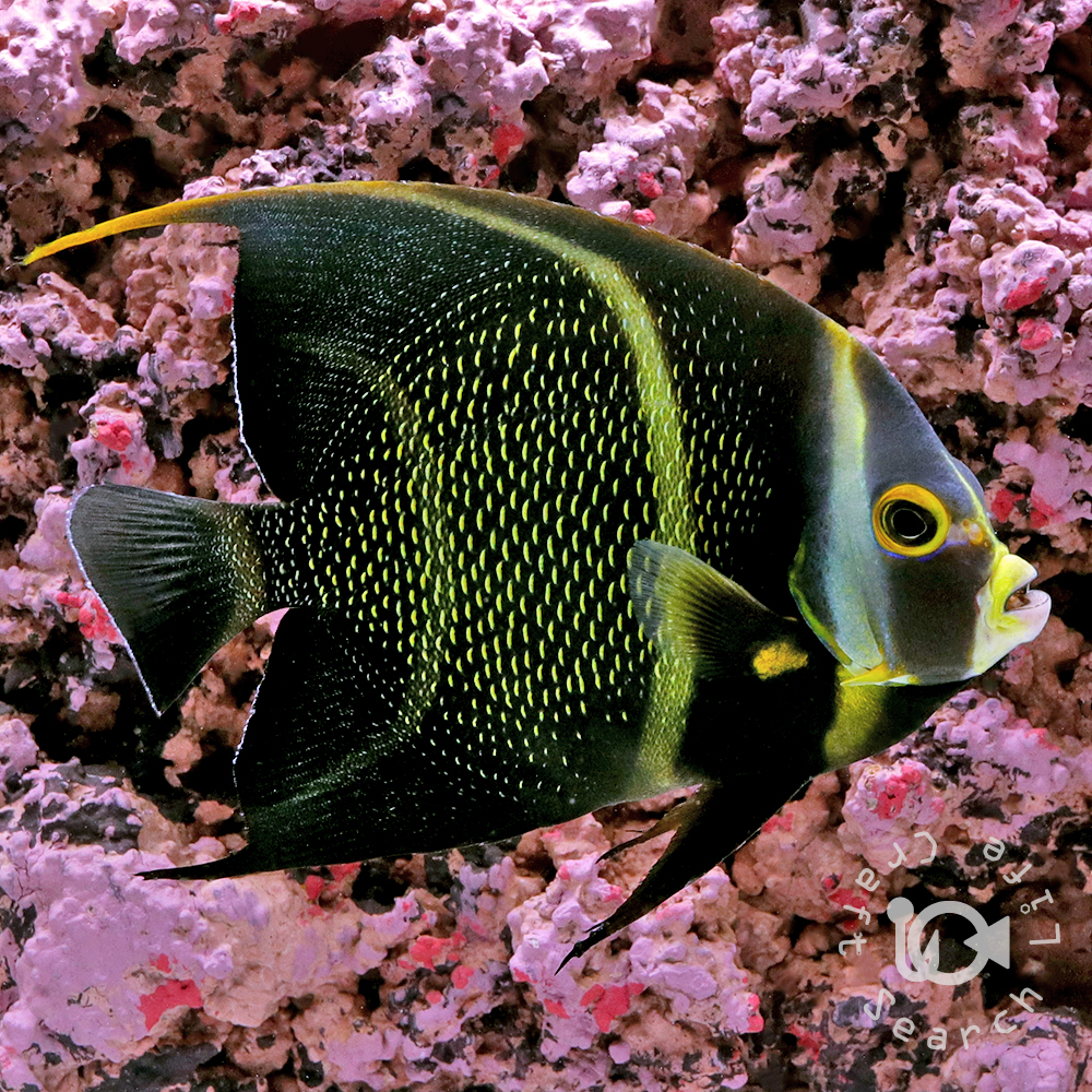 フレンチエンゼル - 海水魚・小型水槽・人工ライブロック通販｜サーチ