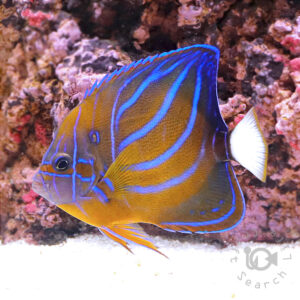 海水魚・小型水槽・人工ライブロック通販｜サーチライフクラフト