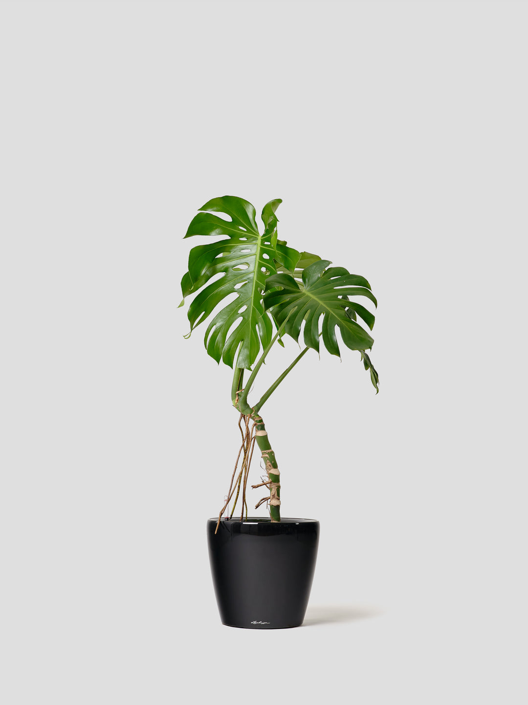 CaptureOneCatalog7304595_1080x