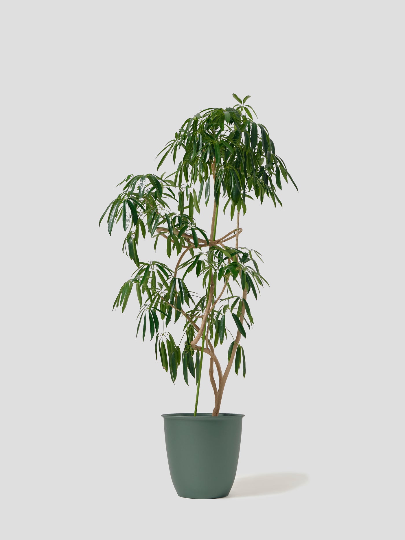 シェフレラ・アンガスティフォリアXL – 西和造園