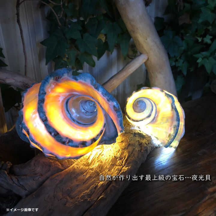 沖縄県宮古島産 天然夜光貝【研磨加工済】19BU - SCIENCE FACTORY ltd.