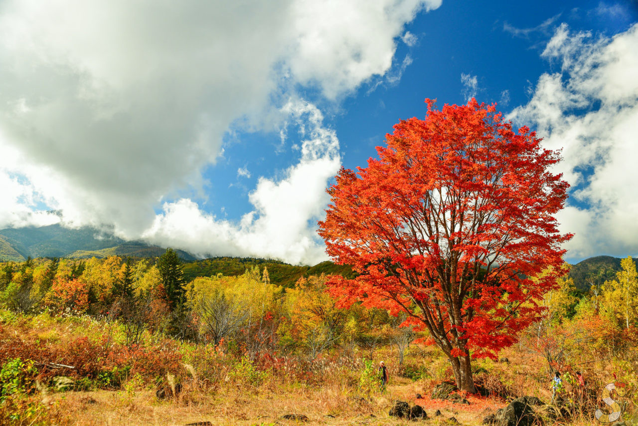 乗鞍高原の紅葉」撮影スポットとおすすめルートまとめ - Skima信州