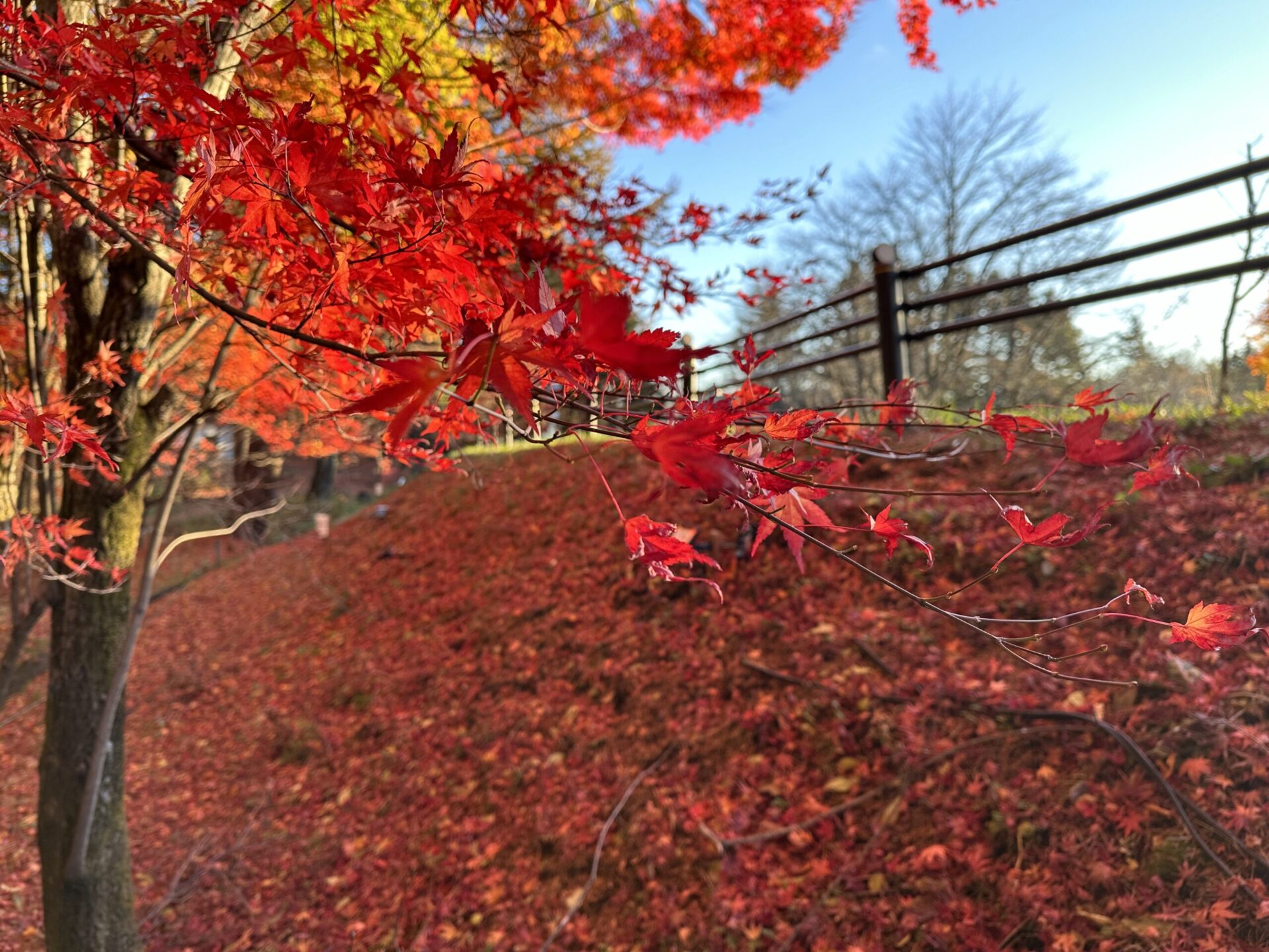 紅葉も終わりに近づいております 2023年11月8日撮影 – 【公式】草津