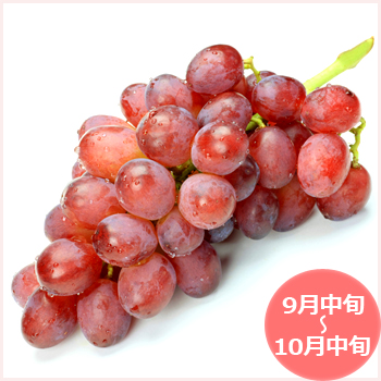 甲斐路 (ぶどう) 販売 山梨県産地直送通販 | 葡萄職人 正和園