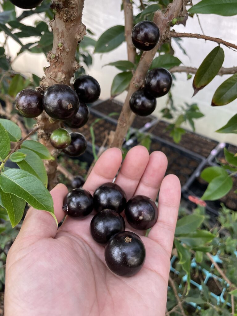 ジャボチカバって美味しいの？【味・育て方・耐寒性】すべてを徹底解析