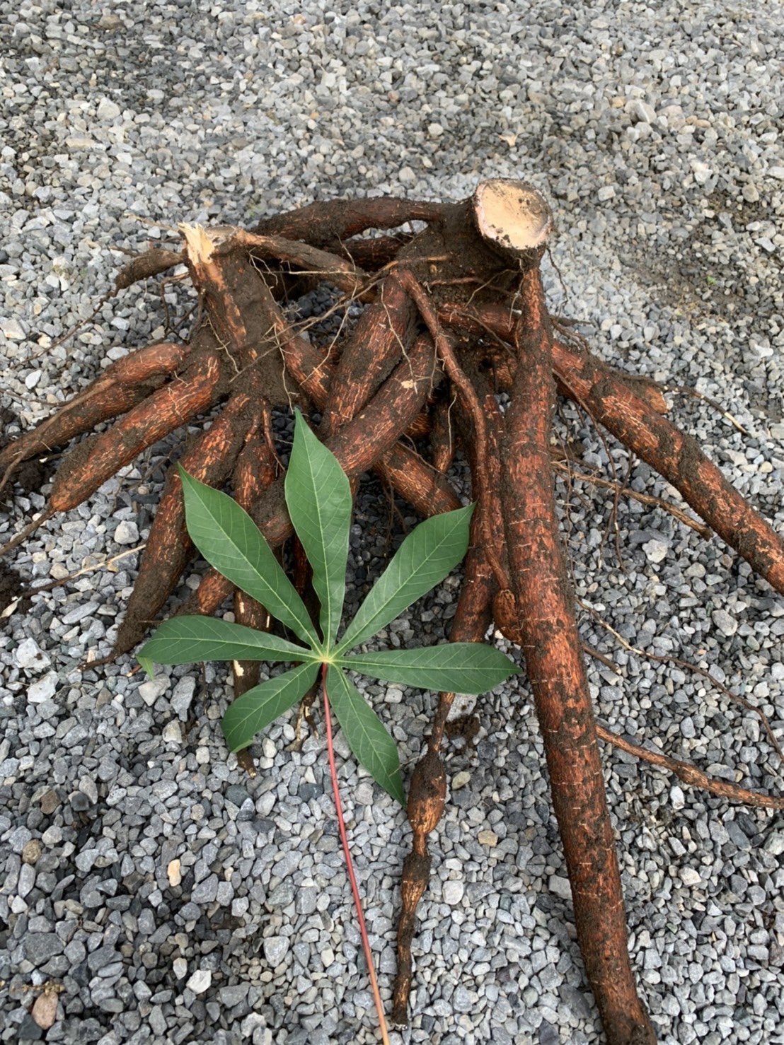 キャッサバの育て方【苗作り・冬越し・下処理方法】を詳しく解説します