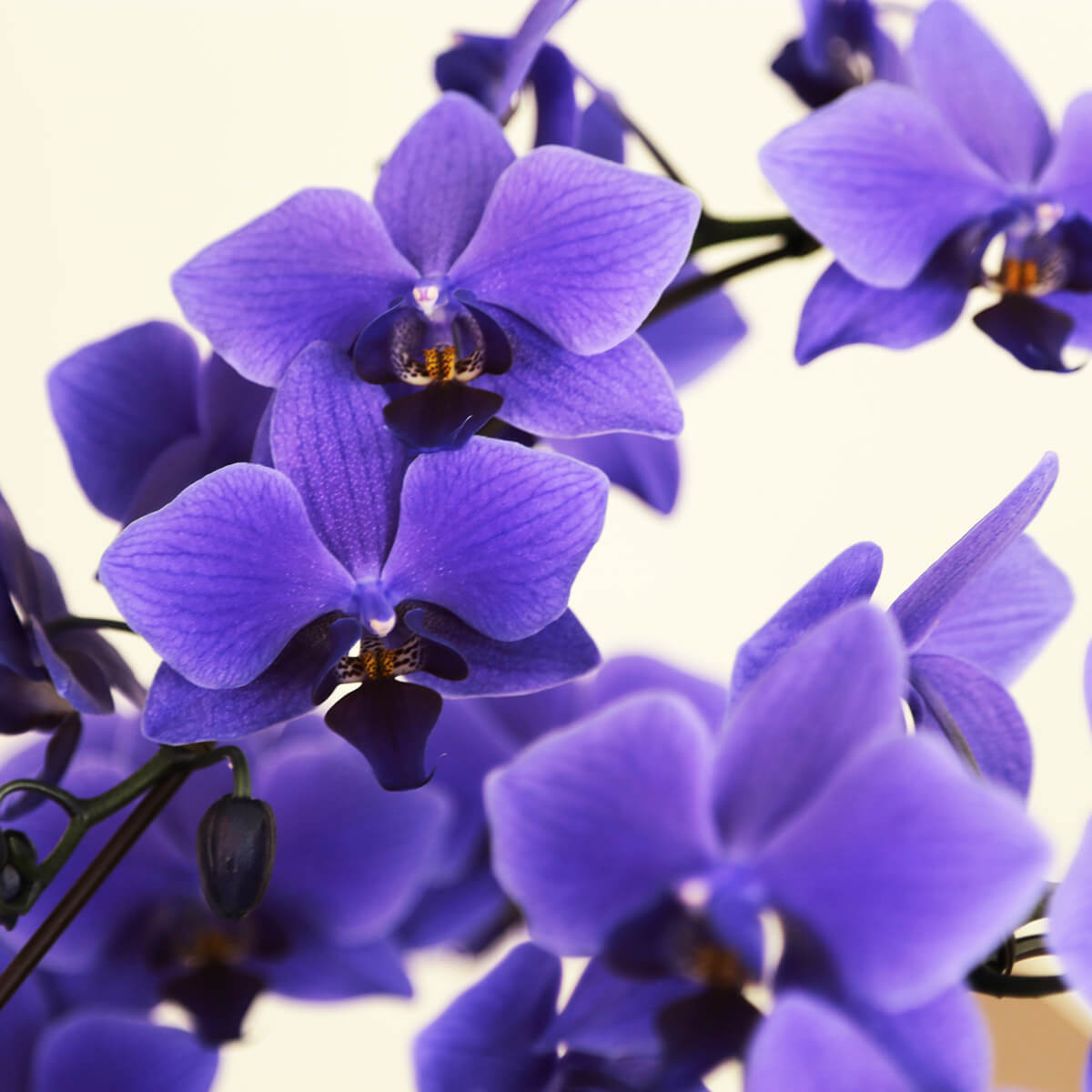 ミディ胡蝶蘭】世界初の青色コチョウラン｜ブルージーン（BLUE GENE