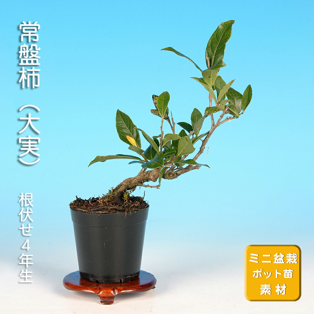 楽天市場】盆栽 老爺柿 雄木 ロウヤガキ ローヤ柿 小品盆栽 ミニ盆栽