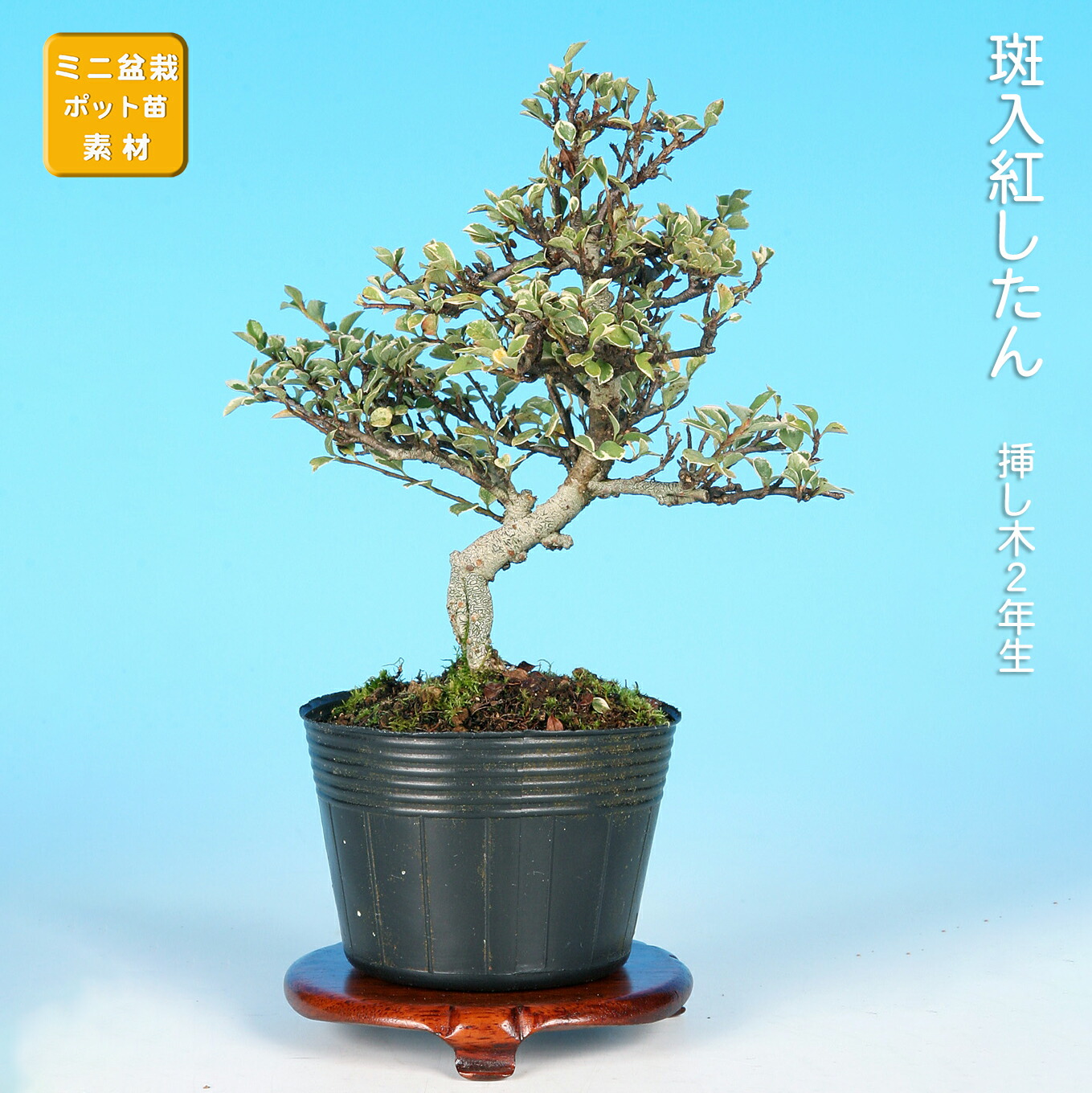 楽天市場】盆栽 杜松 八ッ房性 トショウ 小品盆栽 ミニ盆栽 松柏 盆栽