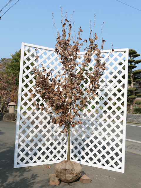 楽天市場】ヤマコウバシ 単木 2m 露地 苗木 : トオヤマグリーン