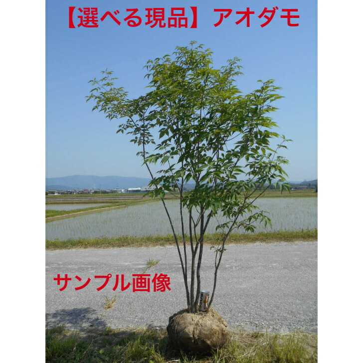 楽天市場】アオダモ 株立ち 苗木 6号【4本立ち以上】 : 千草園芸