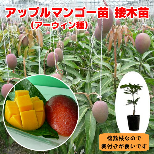 楽天市場】マンゴー アーウィン 6号鉢 送料無料 アップルマンゴー 接木