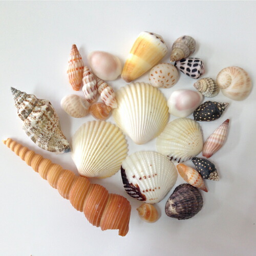 楽天市場】貝殻(貝がら)セット40個 シェルミックス : 沖縄サトウキビ畑