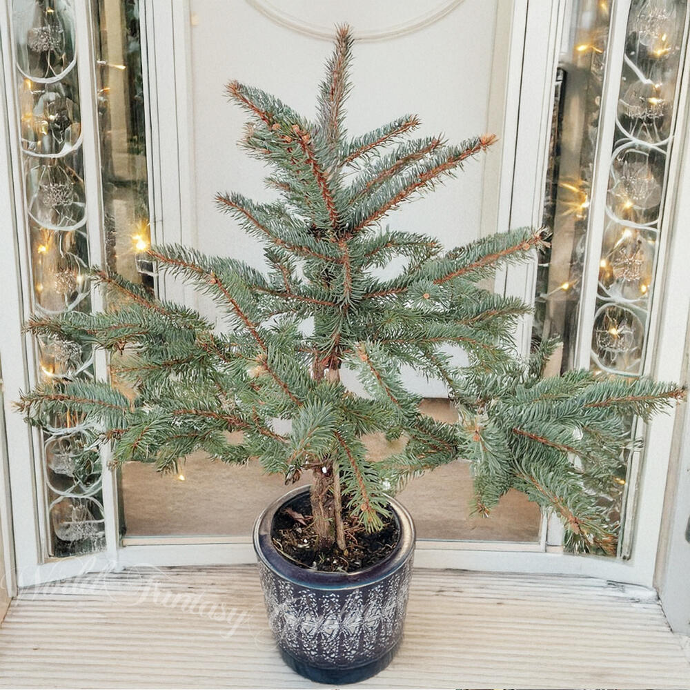 楽天市場】本物のもみの木 モミノキ モミの木 鉢植え 7号鉢 樹高1.0m