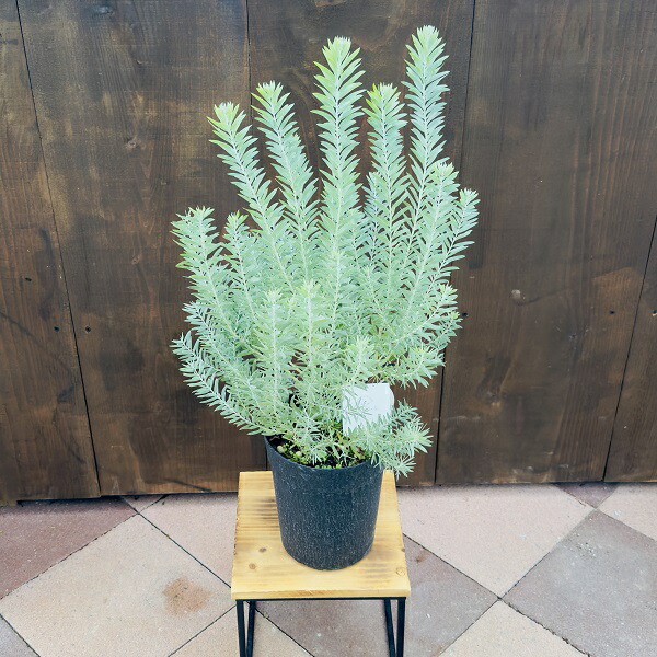 楽天市場】【現品発送】ブルーブッシュ アカシア 10号 1.8-2.2m(鉢底