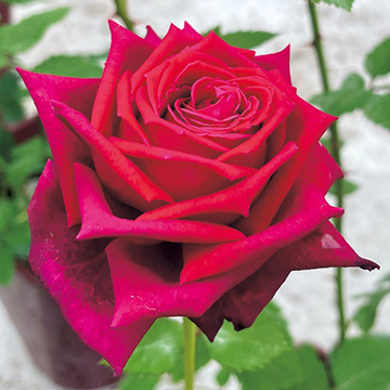 バラ・アーティスト| 種・苗・ガーデニング用品の【タキイネット通販】