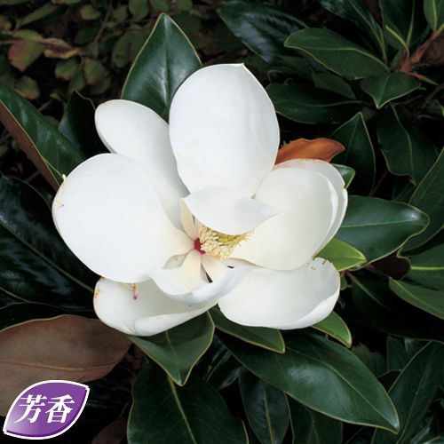 矮性タイサンボク・リトルジェム| 種・苗・ガーデニング用品の【タキイ