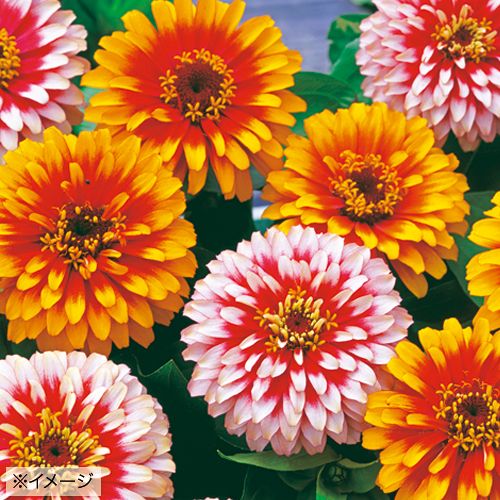 百日草（ジニア）・F1スィズル チェリー＆アイボリー| 種・苗