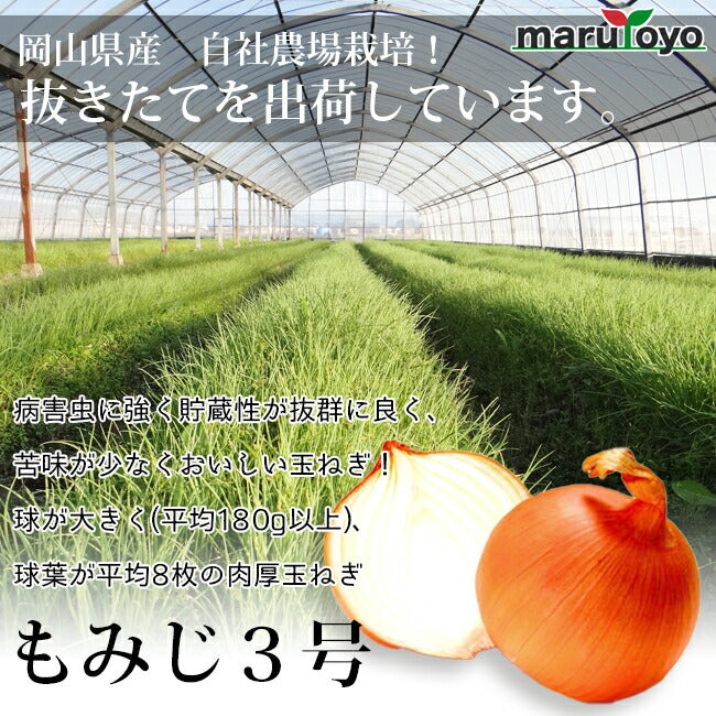 玉ねぎ苗 晩生 もみじ3号 50本 – マルトヨコーポレーション