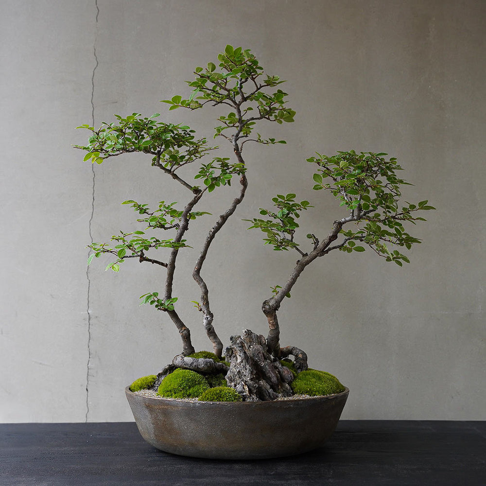 ○23-SJ7 真鍮鉢 大 楡ケヤキ 3本寄せ植え – 雨晴/AMAHARE