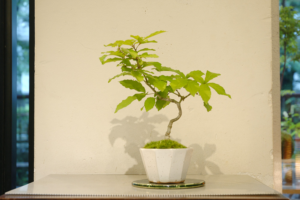 コナラ | GreenScapeオンラインストア