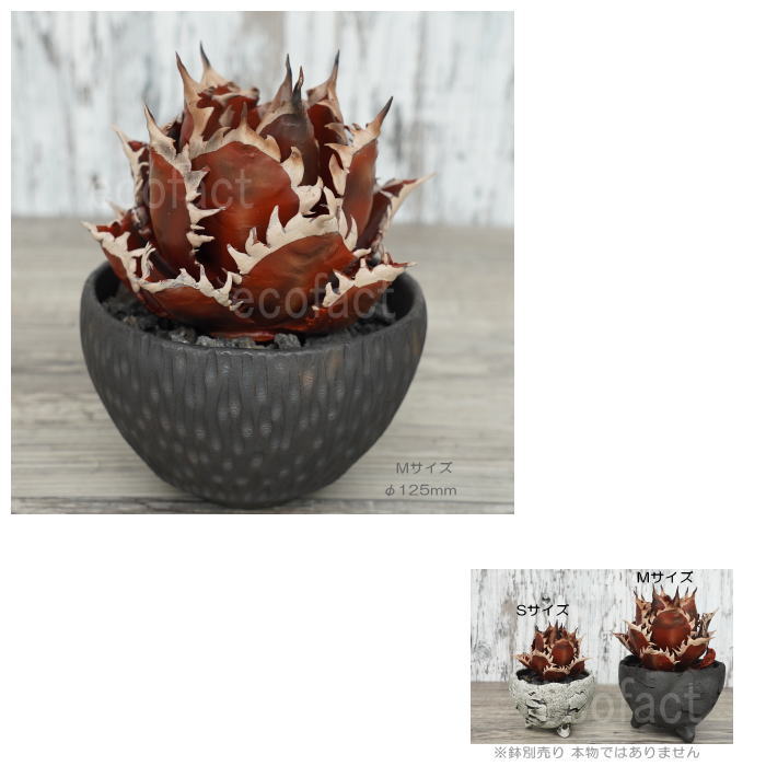 フェイクグリーン 3D フィギュア アガベ チタノタ レッドキャット