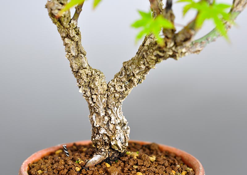 ミニ盆栽 もみじ 荒皮性モミジ盆栽（荒皮もみじ・荒皮性紅葉 豆盆栽