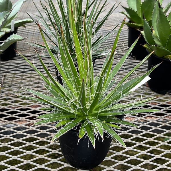 アガベ 植物（観葉植物） | 花、ガーデニング のおすすめ人気商品一覧