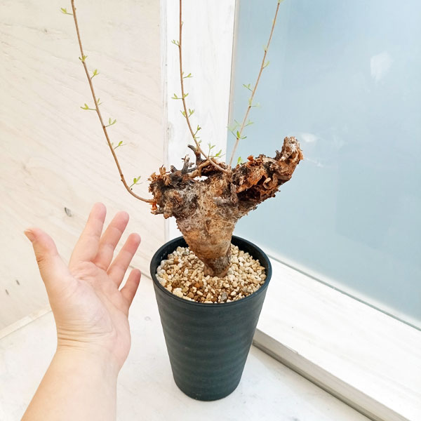 観葉植物 コミフォラ フォリアセア（発根済み） 4号鉢植え : 園芸