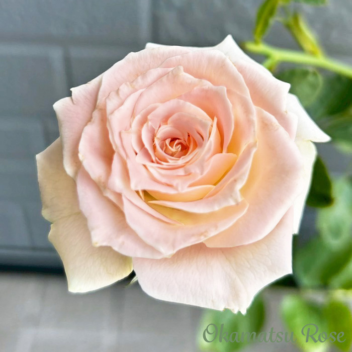 予約販売 バラ苗 バラ大苗 正 契約品種 薔薇 ばら 送料無料 国産苗