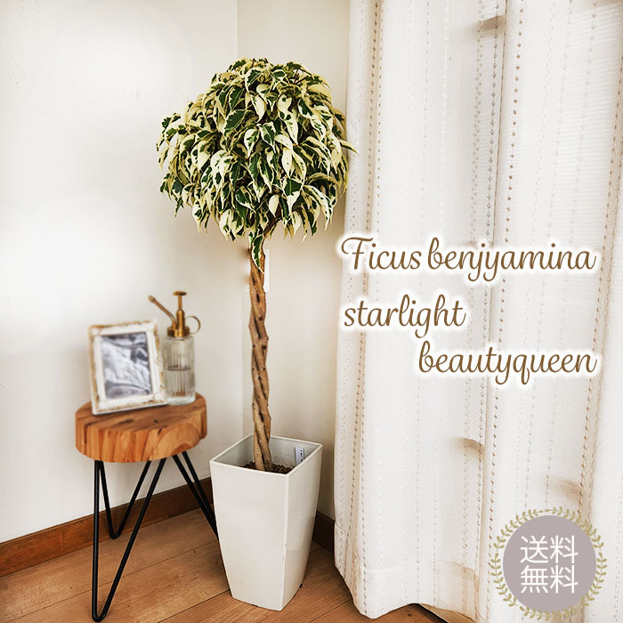 日本花キ流通 観葉植物 フィカス ベンジャミン スターライト
