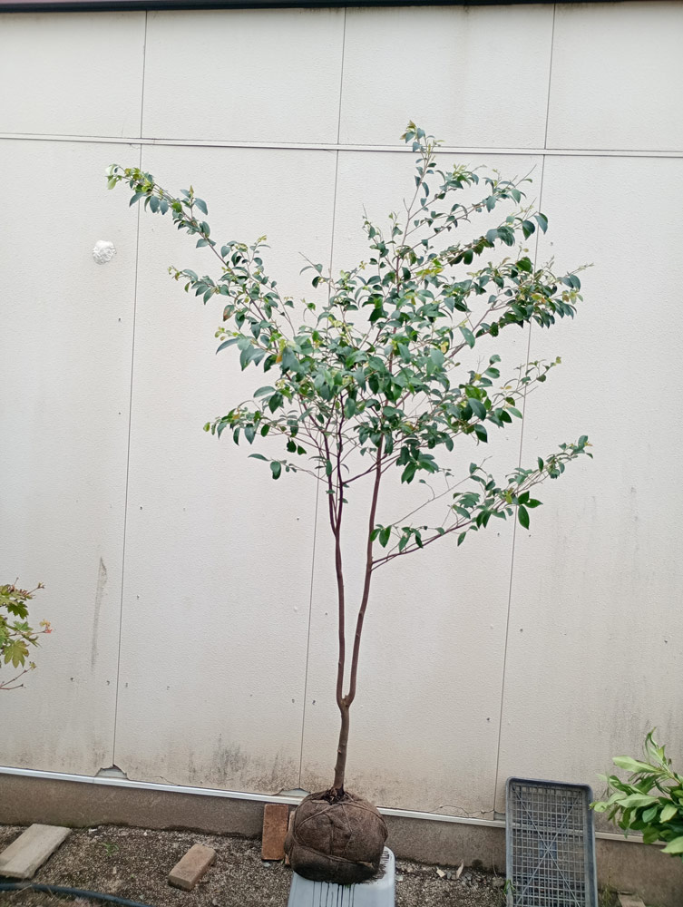 ヒサカキ 苗木のおすすめ人気商品一覧 通販 - Yahoo!ショッピング