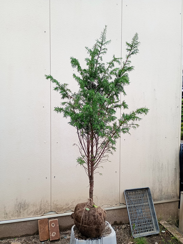 イチイ（常緑樹の植木、庭木）｜苗木、植木 | 花、ガーデニング の