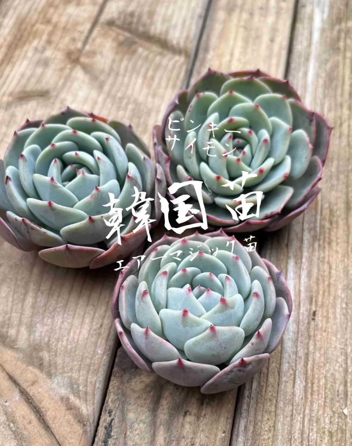 多肉植物 エケベリア 韓国苗 エアーマジック カット苗 1個 選べる品種