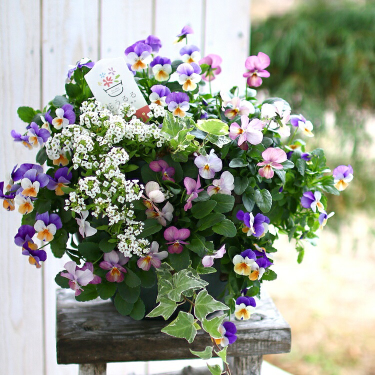 ビオラのハンギングバスケット 花うるる 寄せ植え [ブルーレイン] M