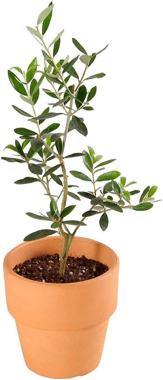 花のギフト社 あすつく オリーブ 4号鉢 鉢植え オリーブの木 苗木 植木