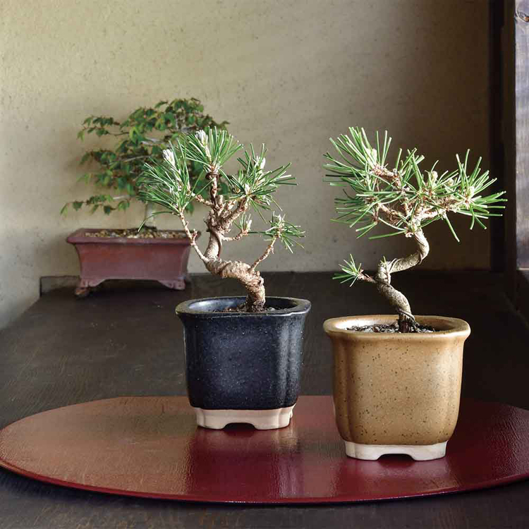 栽培キット 盆栽 2種セット 黒松 赤松 聖新陶芸 The BONSAI 栽培セット