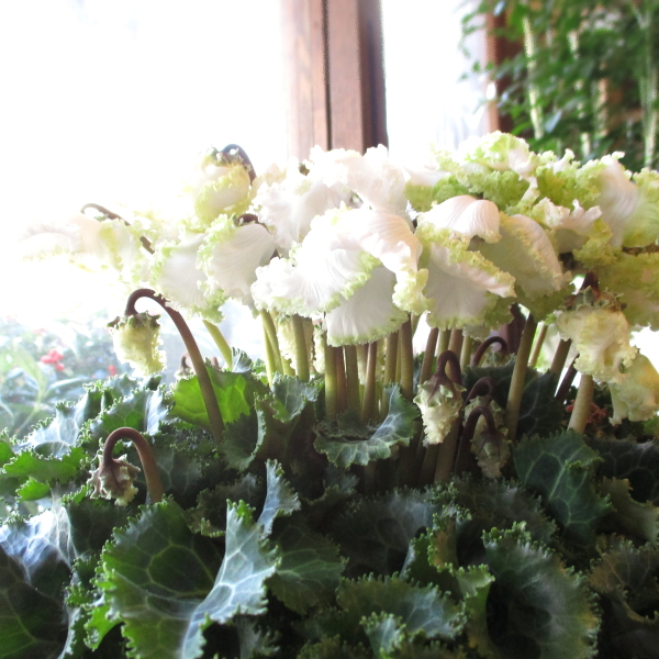 シクラメン アイスプリンセス 5号鉢サイズ 鉢植え 大栄花園 花