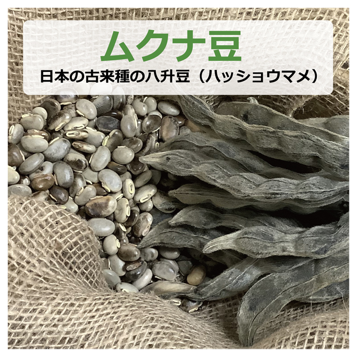 大阪産 生ムクナ豆 500g 八升豆 無農薬 無化学肥料 無除草剤 【ゆう