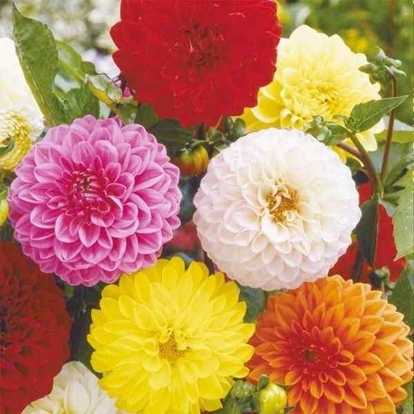 種 花たね マリーゴールド F1オリエンタルイエロー 1袋(25粒) : 花と緑