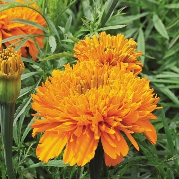 種 花たね アフリカンマリーゴールド マムオレンジ 1袋(300mg)の説明