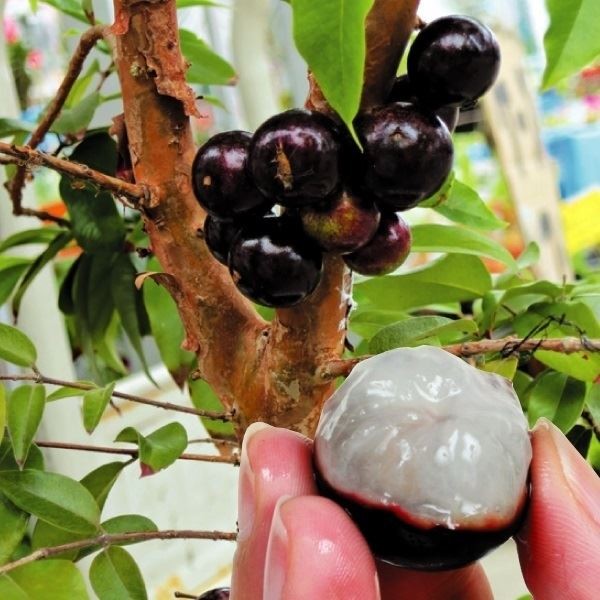 ジャボチカバのおすすめ人気商品一覧 通販 - Yahoo!ショッピング