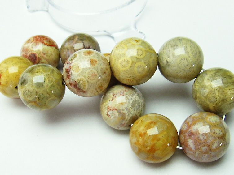 フォッシルコーラル ブレスレット 化石珊瑚 19mm [t155-1271]