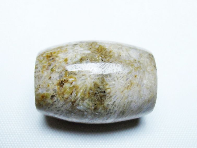 フォッシルコーラル 天珠 化石珊瑚[t155-2338]