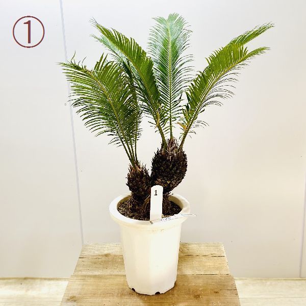 おしゃれ 観葉植物 ソテツ：蘇鉄*8号 プラポット 現品をお届け : 遊恵