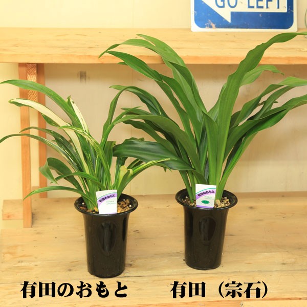 おもと 観葉植物：オモト・4号*万年青(受皿付き) : 遊恵盆栽 Yahoo!店