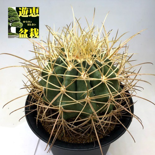 サボテン：フェロカクタス 偉壮玉*幅12cm 現品！一品限り : 遊恵盆栽