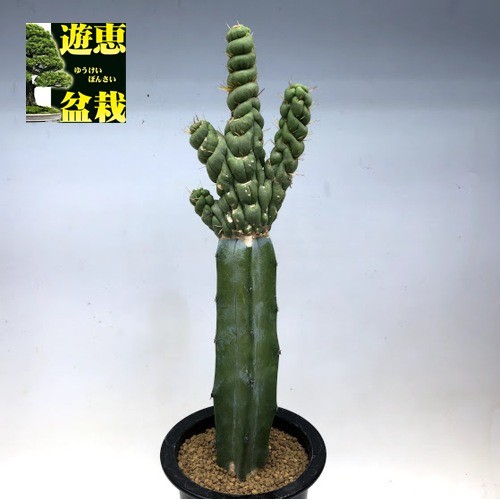 サボテン：ユーリキニア カスタネア スピラリス 接木*幅7.5cm 現品