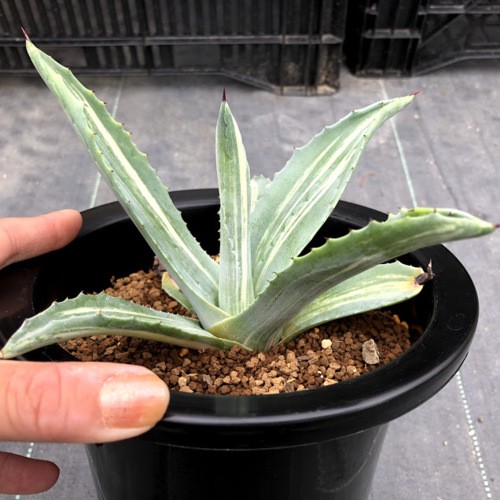 多肉植物：アガベ アメリカーナ錦 縞斑*幅18cm 現品！一品限り